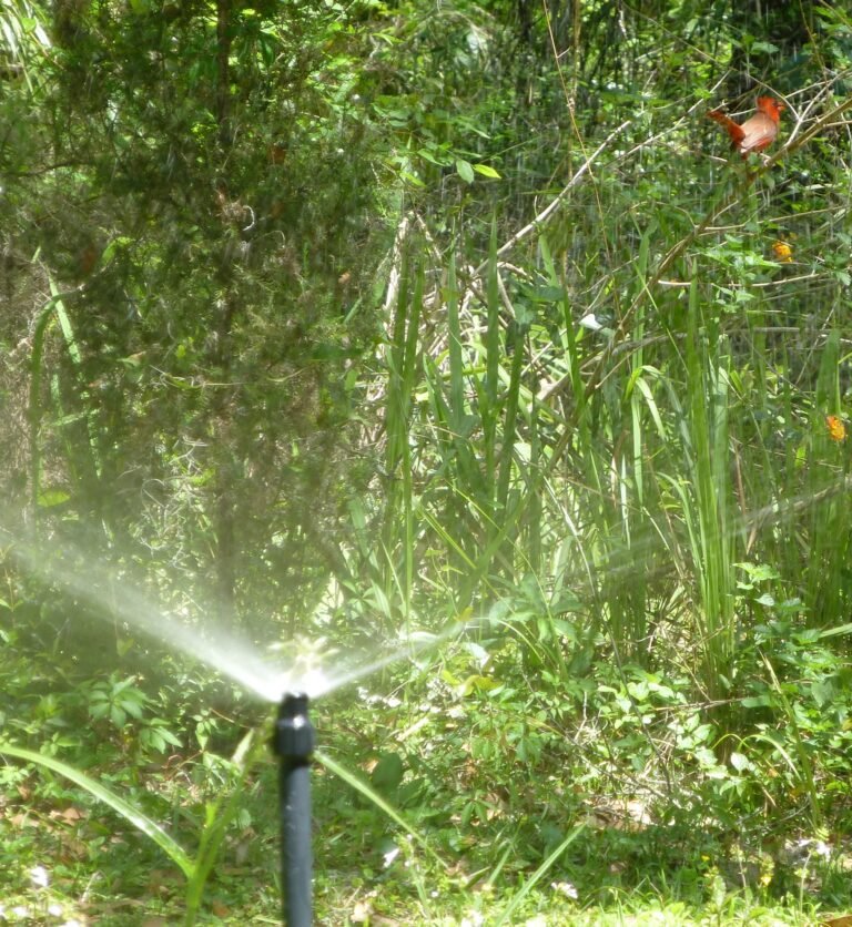 Sharons Florida Bird Mister spraying with a male cardinal sitting in the spray