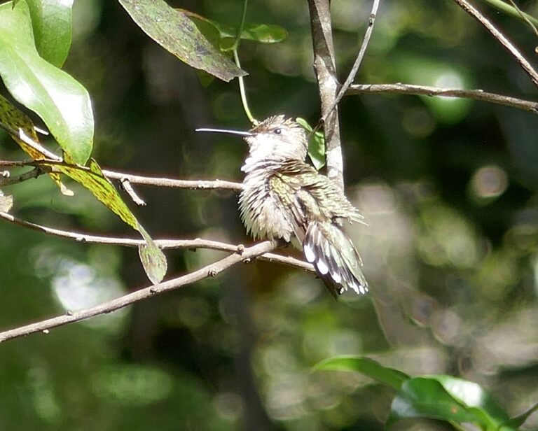 Sharons Florida Bird Mister hummingbird taking a bath