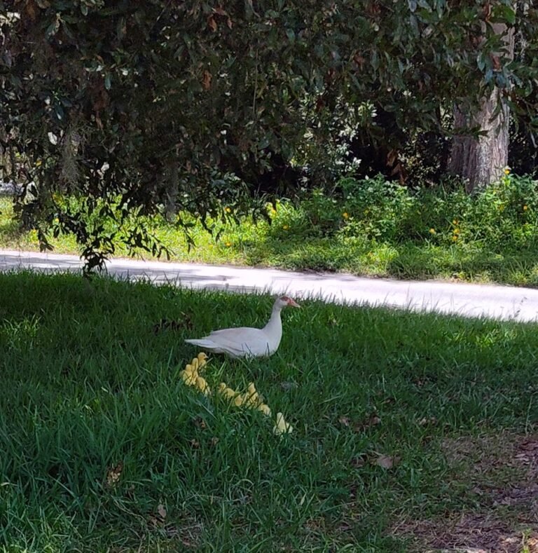 muscovy duck with ducklings