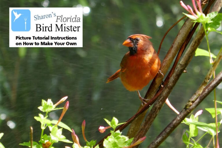 Sharons Florida Bird Mister