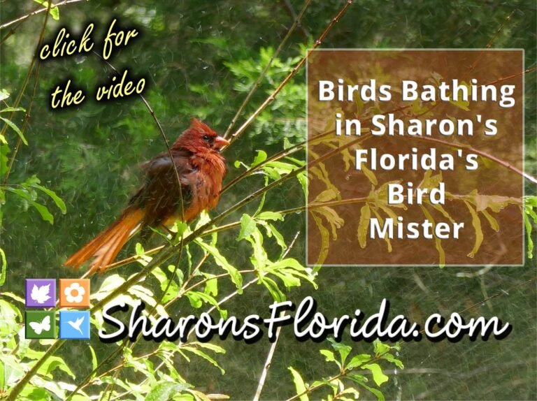 Sharons Florida Bird Mister youtube video of birds using it