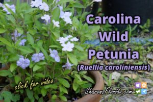 thumbnail for video about the Carolina wild petunia (Ruellia caroliniensis)