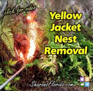 yellow jacket nest removal still shot click for video