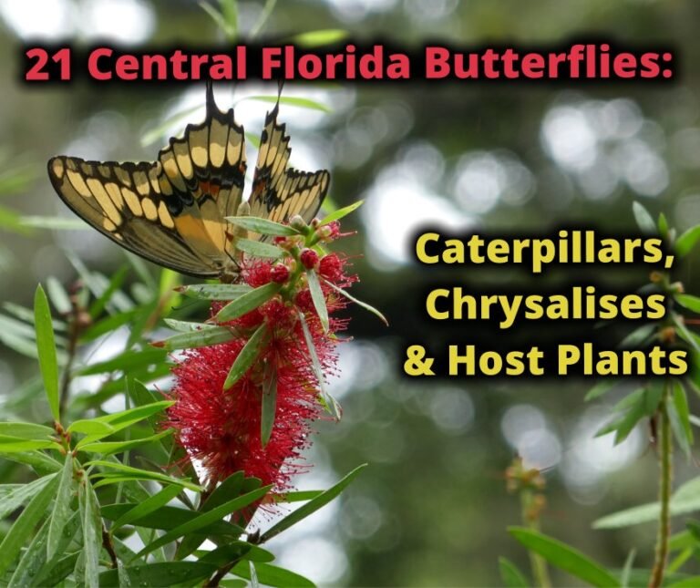 21 Central Florida Butterflies: Caterpillars, Chrysalises, & Host Plants