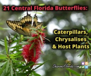 21 Central Florida Butterflies: Caterpillars, Chrysalises, & Host Plants Video