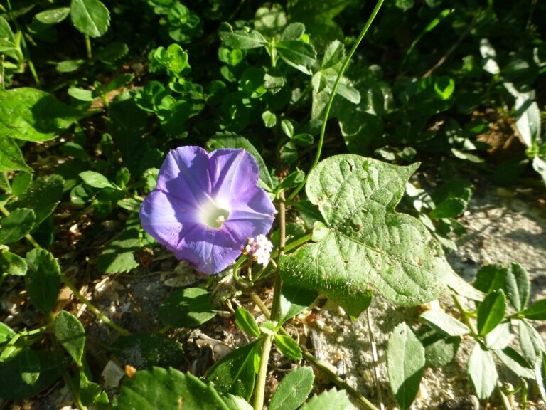 Oceanblue Morning Glory Ipomoea indica