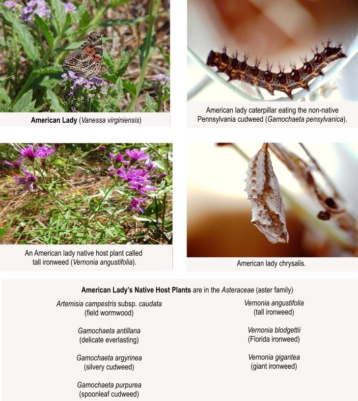 American lady butterfly with caterpillar host plant and chrysalis