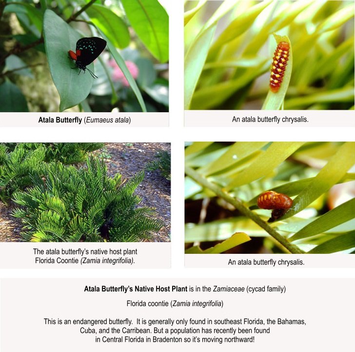 atala butterfly with caterpillar host plant and chrysalis