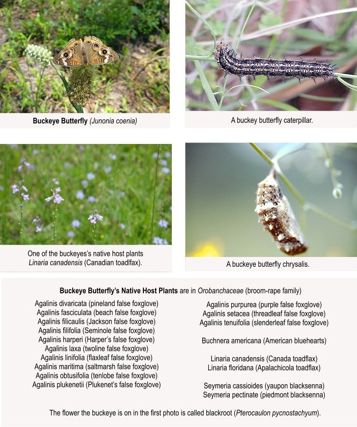 buckeye butterfly with caterpillar, host plants, and chrysalis