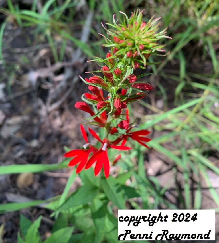 cardinal flower (Lobelia cardinalis)