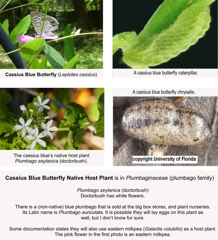 cassius blue butterfly, caterpillar, host plant and chrysalis