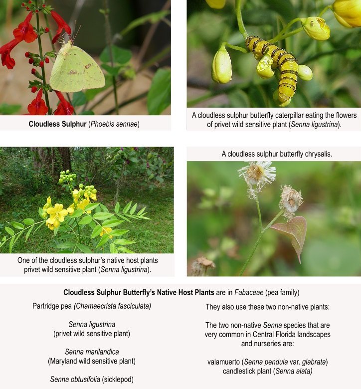 cloudless sulphur butterfly caterpillar chrysalis host plants