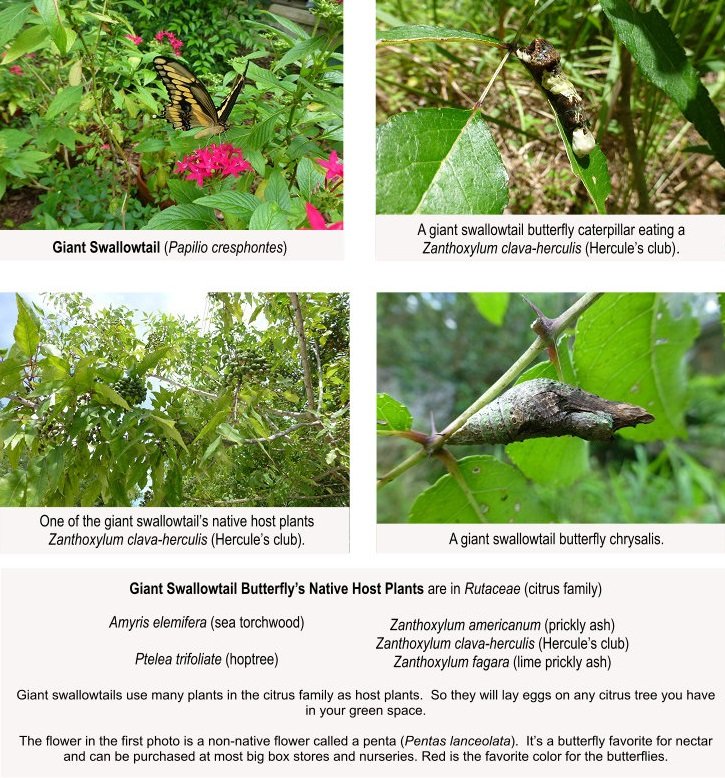 giant swallowtail butterfly with caterpillar chrysalis and host plants