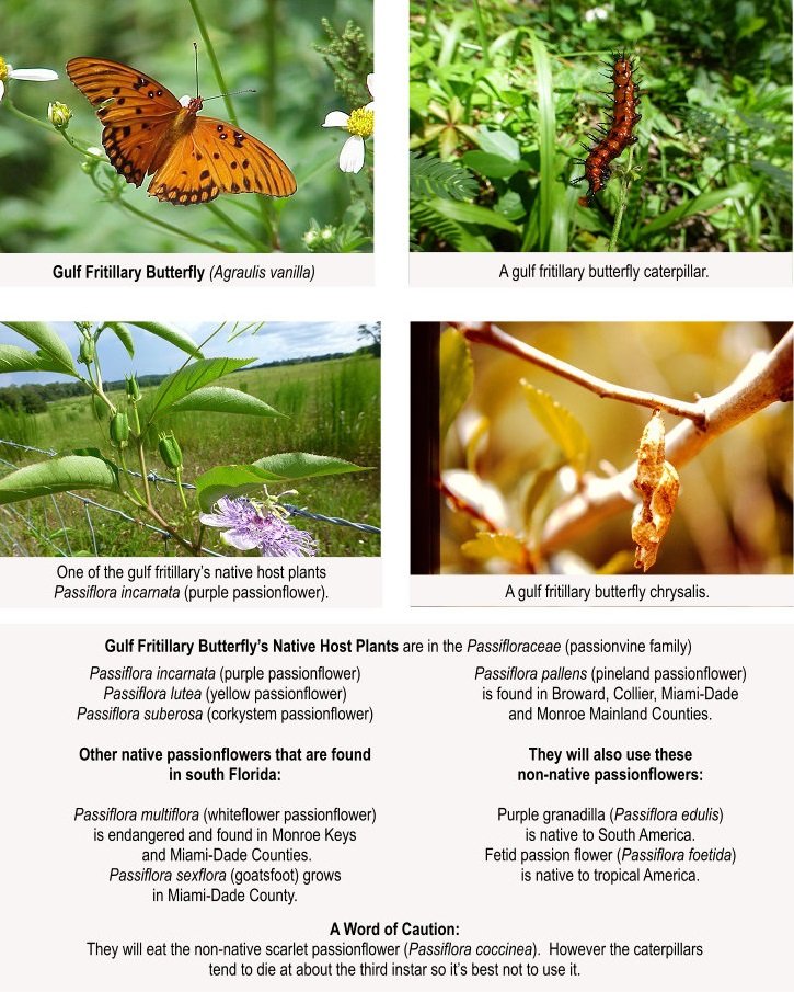 gulf fritillary butterfly with caterpillar, chrysalis and host plants