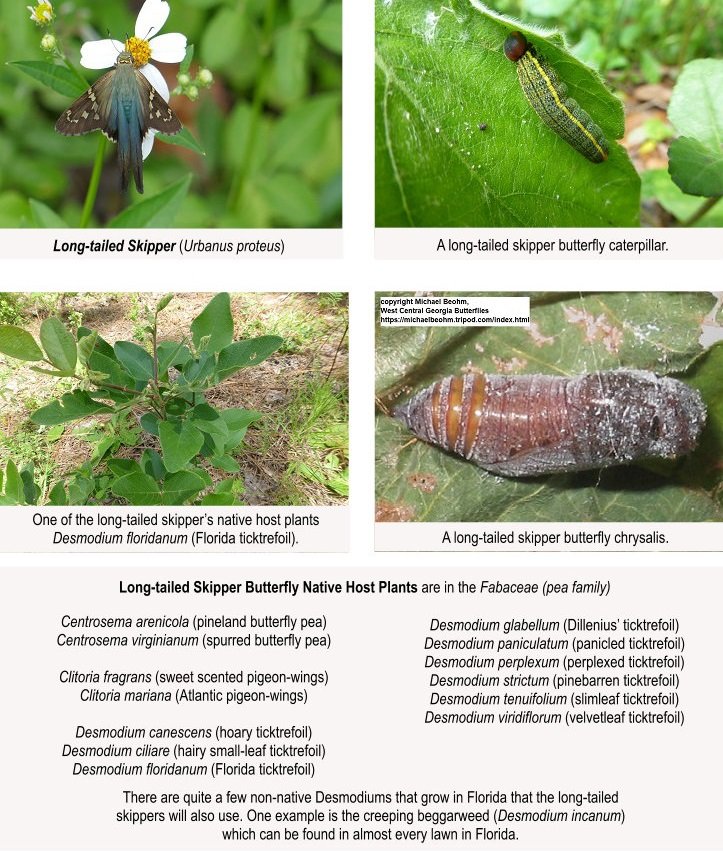 long-tailed skipper butterfly with caterpillar, chrysalis and host plant list