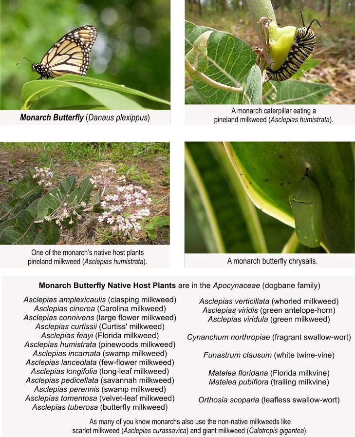 monarch butterfly with caterpillar, host plants, and chrysalis