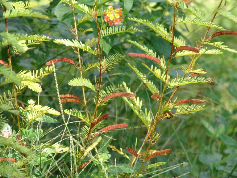 Patridge Pea (Chamaecrista fasciculata) seed pods