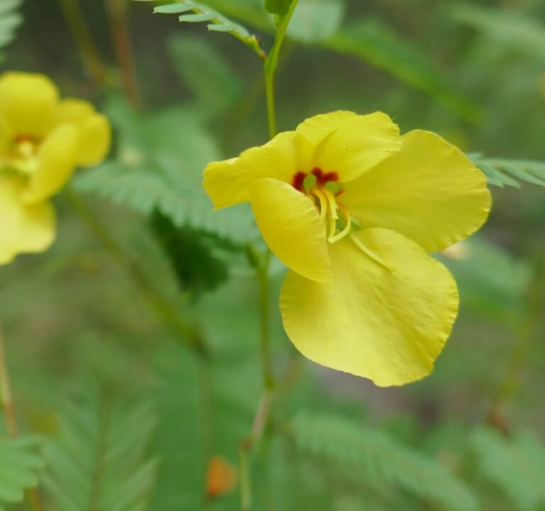 Patridge Pea (Chamaecrista fasciculata)