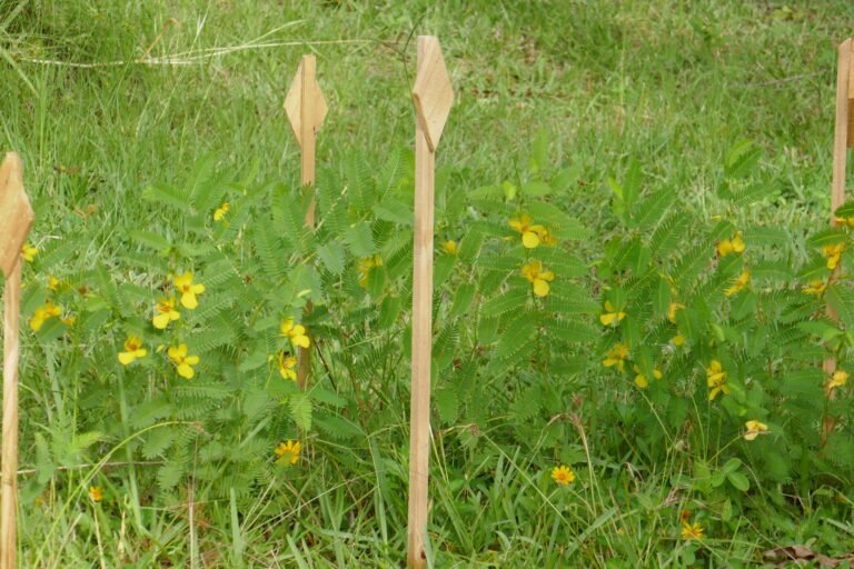 Patridge Pea (Chamaecrista fasciculata) growing in the lawn