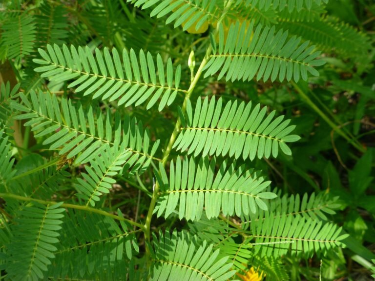 Patridge Pea (Chamaecrista fasciculata) leaves