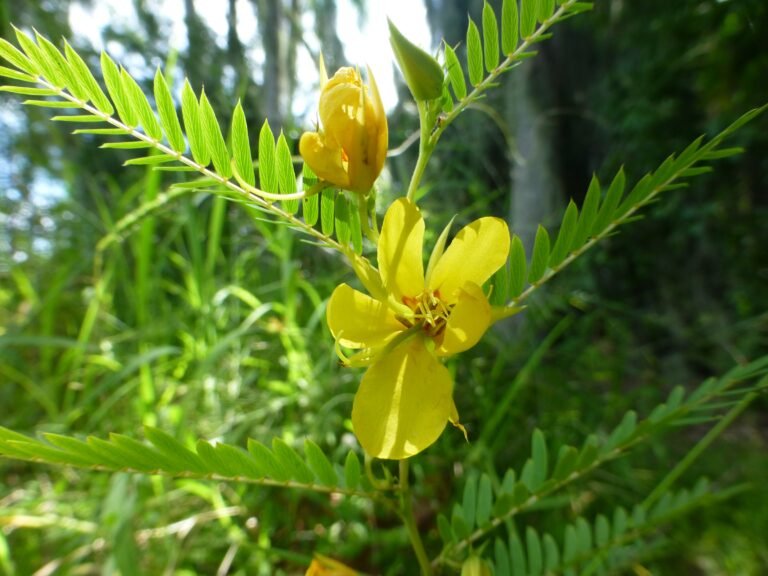 Patridge Pea (Chamaecrista fasciculata)