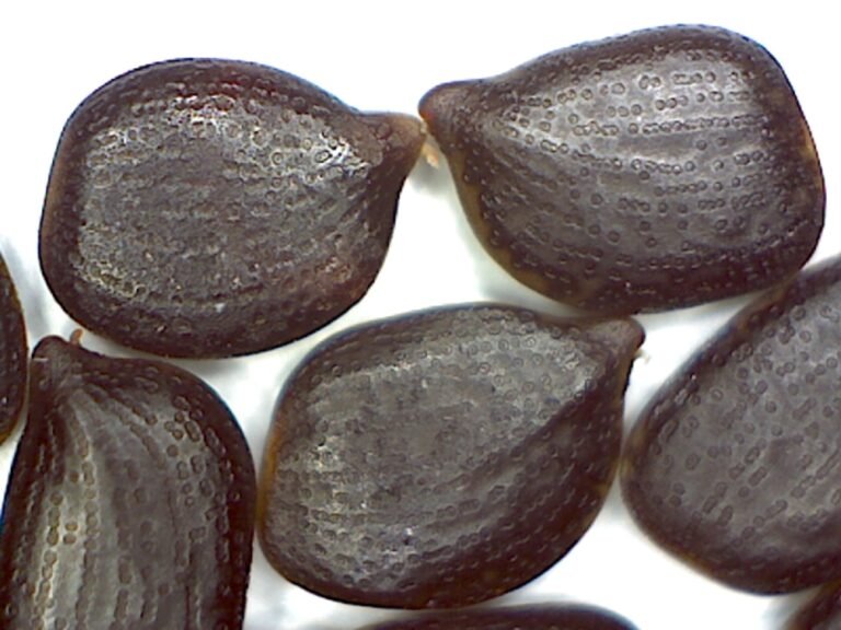 partridge pea seeds