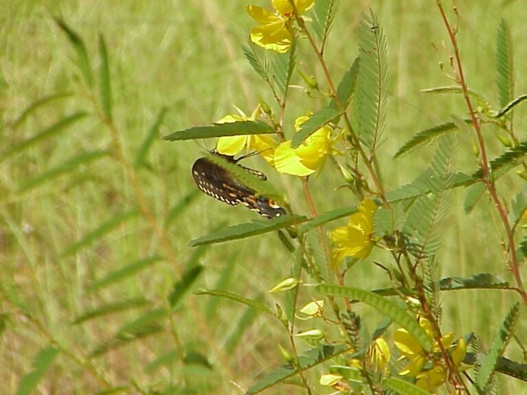 Patridge Pea (Chamaecrista fasciculata) with a butterfly on it