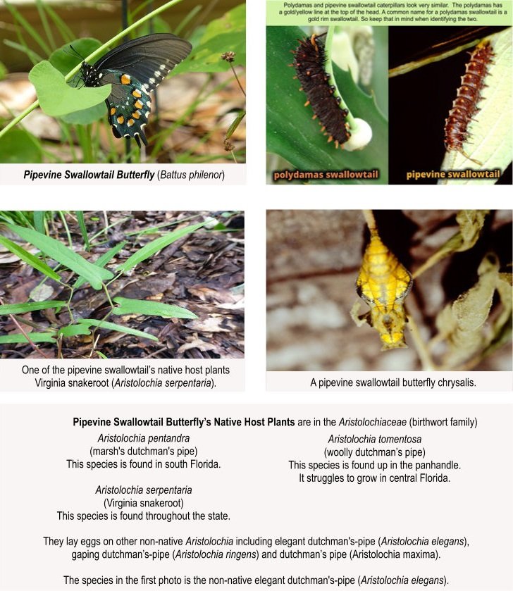 pipevine swallowtail butterfly with caterpillar, host plants, and chrysalis