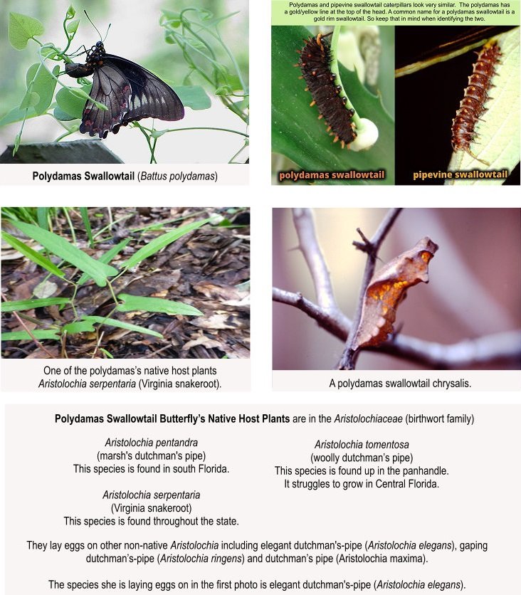 polydamas swallowtail with caterpillar, chrysalis and host plants