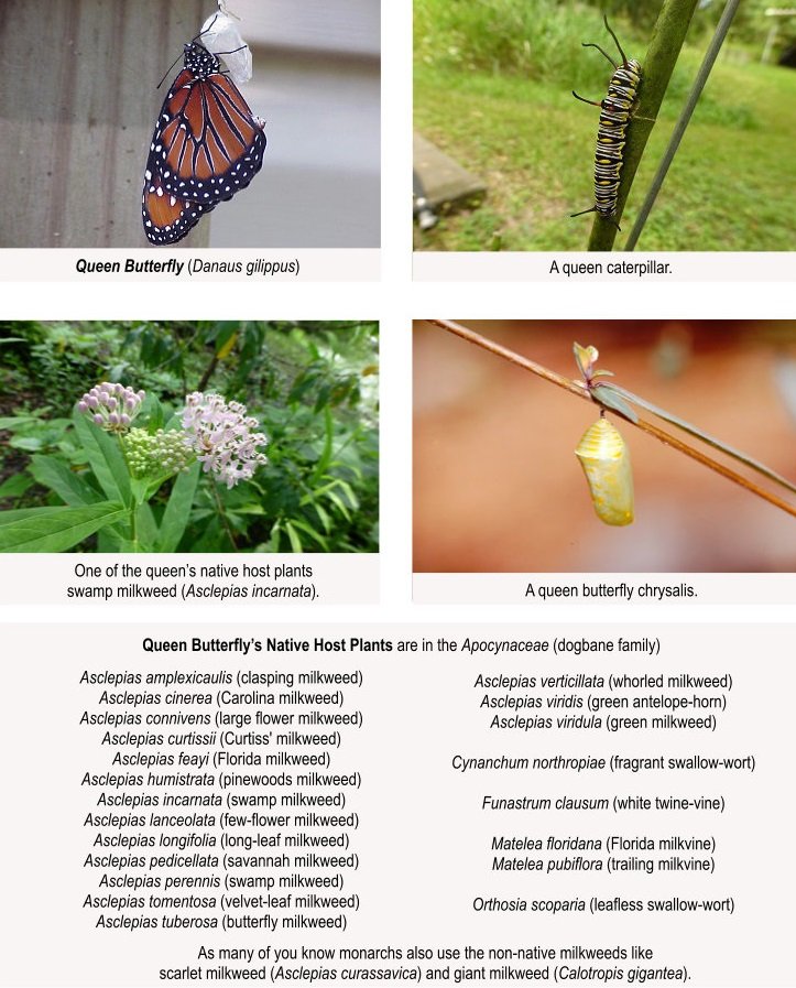 queen butterfly with caterpillar, chrysalis and host plant