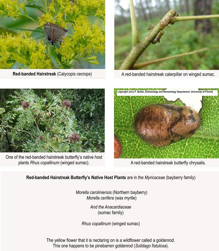 red banded hairstreak butterfly, caterpillar, chrysalis and host plant