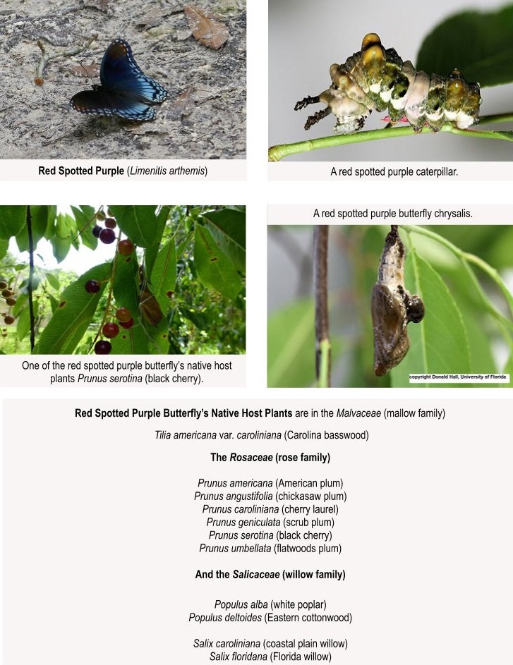 red spotted purple butterfly, caterpillar, chrysalis and host plant