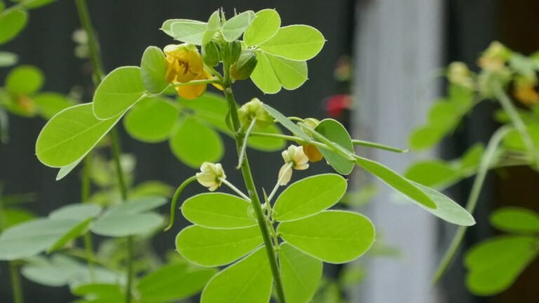 Sicklepod (Senna obtusifolia)