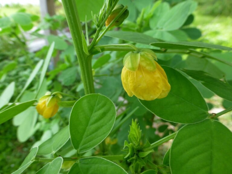 Sicklepod (Senna obtusifolia) flower