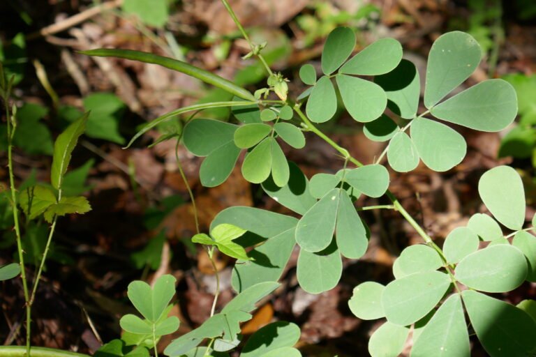 Sicklepod (Senna obtusifolia) leaves