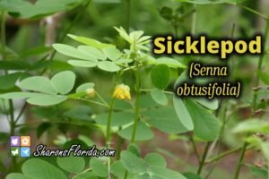 sicklepod video link