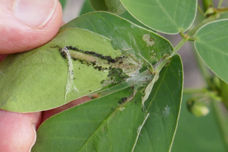 A caterpillar using sicklepod as a host plant