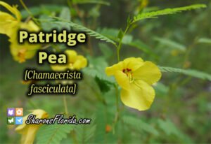 partridge pea video link to youtube