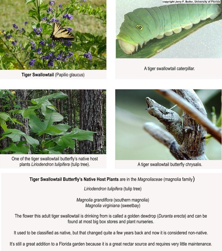 tiger swallowtail butterfly with caterpillar, chrysalis and host plants