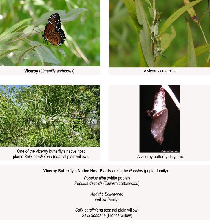 viceroy butterfly with caterpillar, chrysalis and host plant list