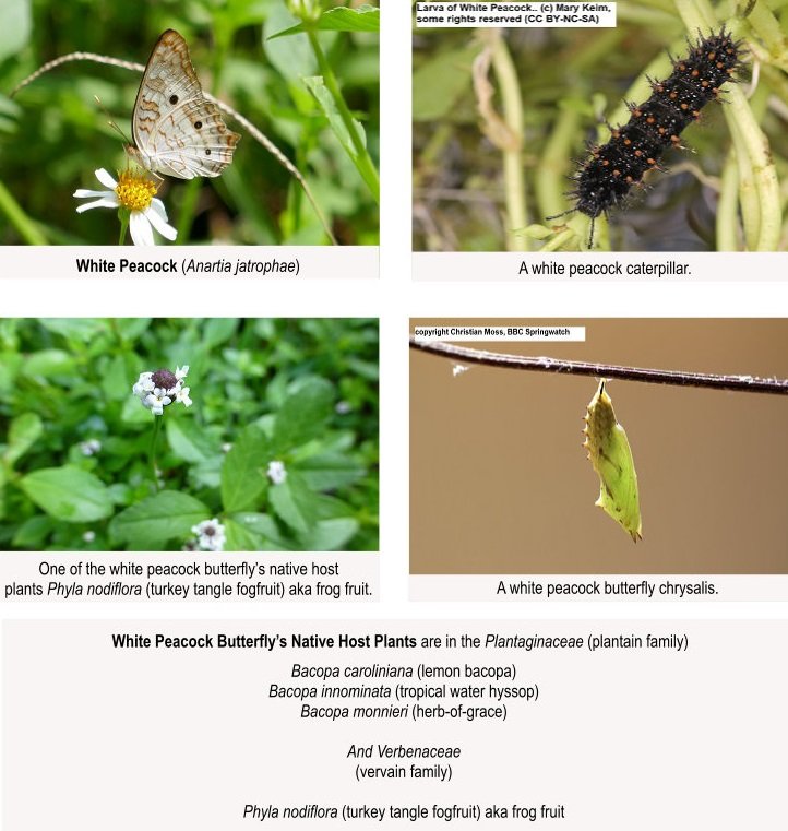 white peacock butterfly with caterpillar, chrysalis and host plant list