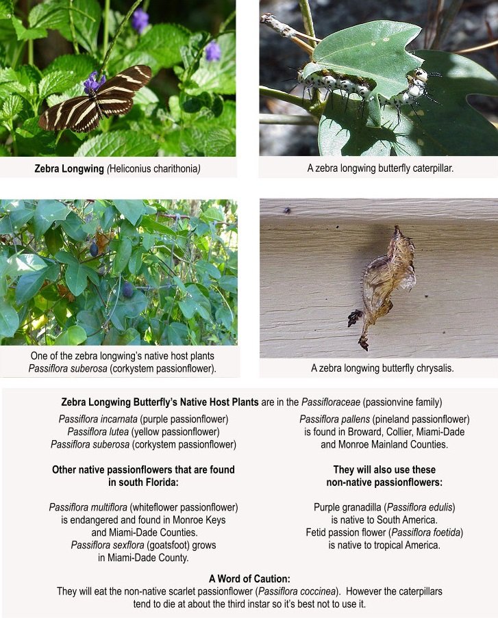 zebra longwing butterfly with caterpillar, chrysalis and host plant list