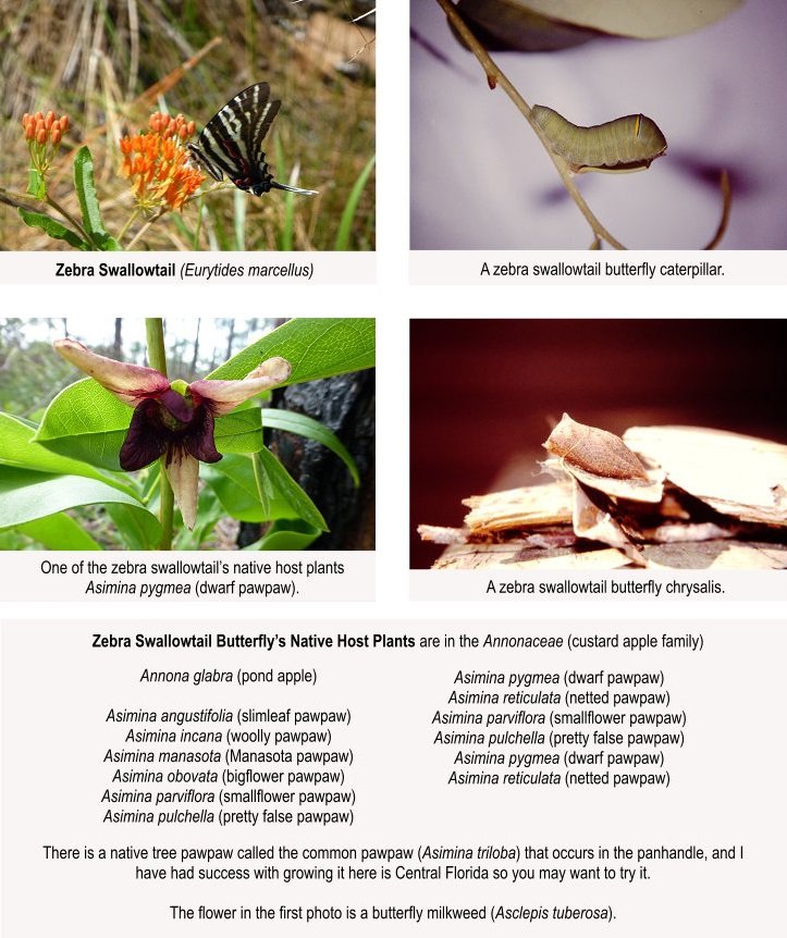 zebra swallowtail butterfly with caterpillar, chrysalis and host plant list