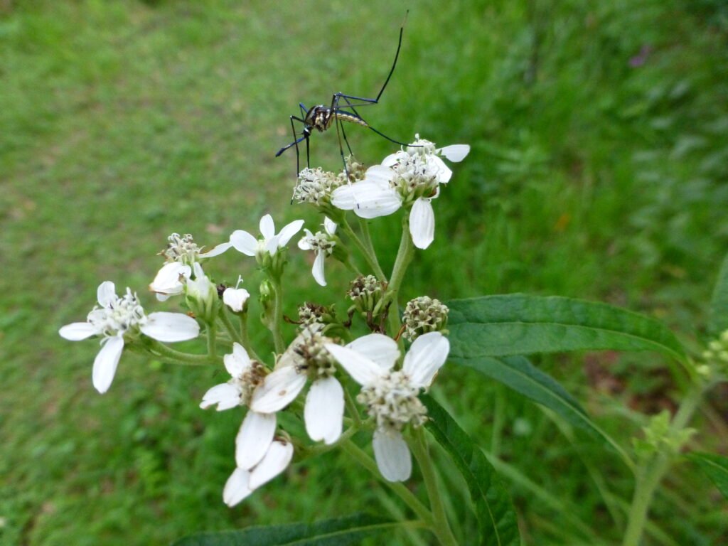 elephant mosquito (Toxorhynchites rutilus)