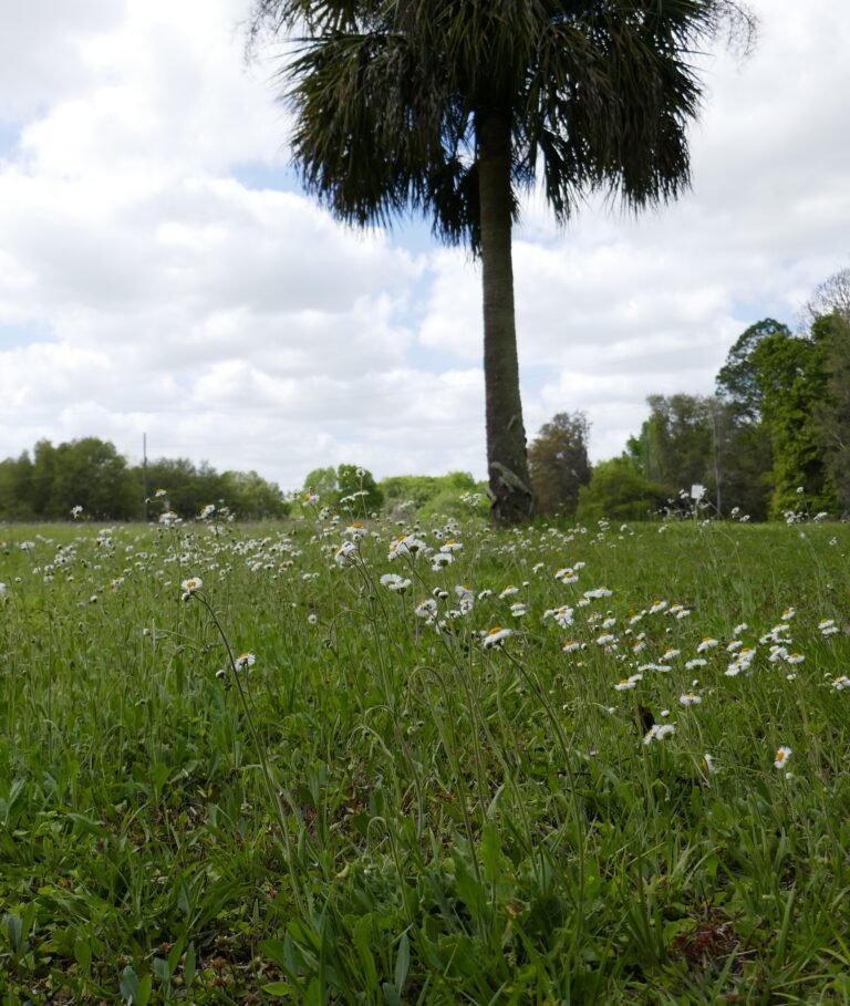 oakleaf fleabane (Erigeron quercifolius)