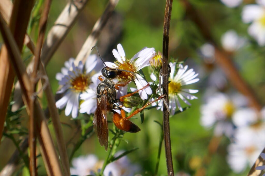 great golden digger wasp (Sphex ichneumoneus)