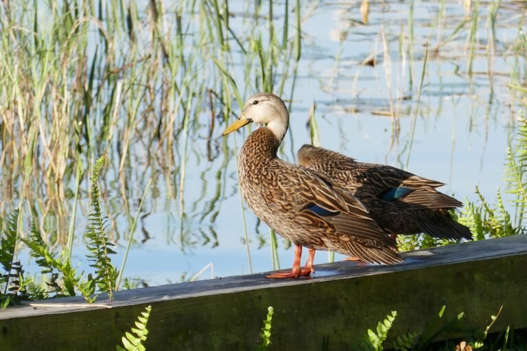 Florida Mottled Duck (Anus fulvigula fulvigula)