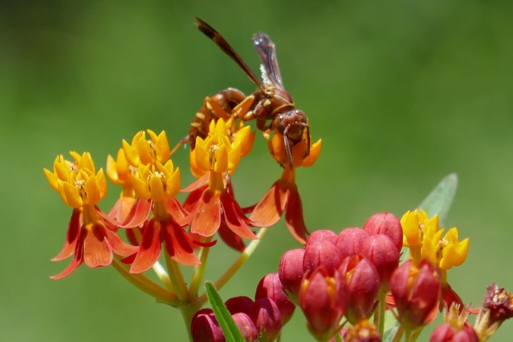 red paper wasp Polistes carolina