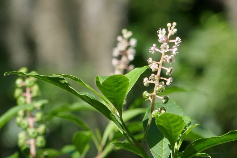 pokeweed flowers (Phytolacca americana)