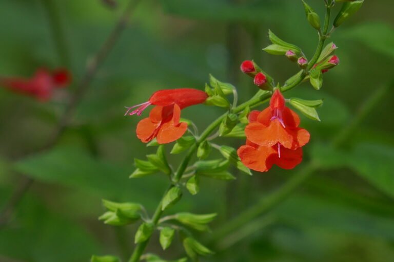 tropical sage Salvia coccinea flowers